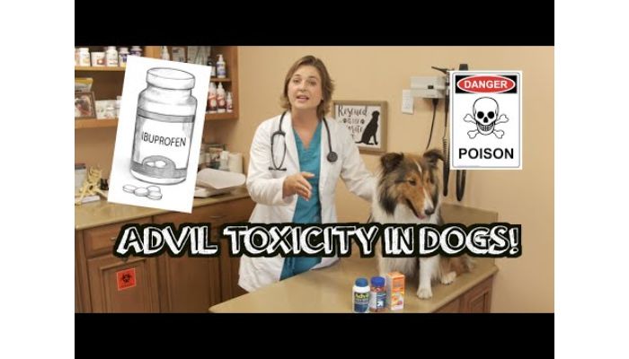 Advil for dogs