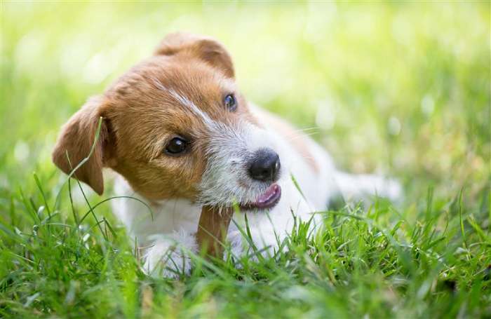 Alternatives to Glycerin for dogs