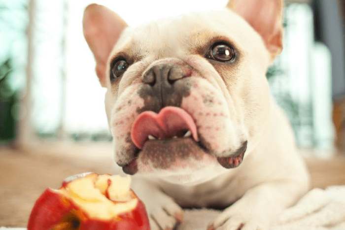 Applesauce for dogs Guidelines