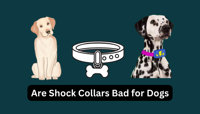 Are Shock Collars Bad for Dogs