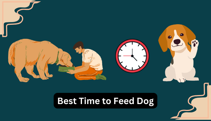 Best Time to Feed Dog