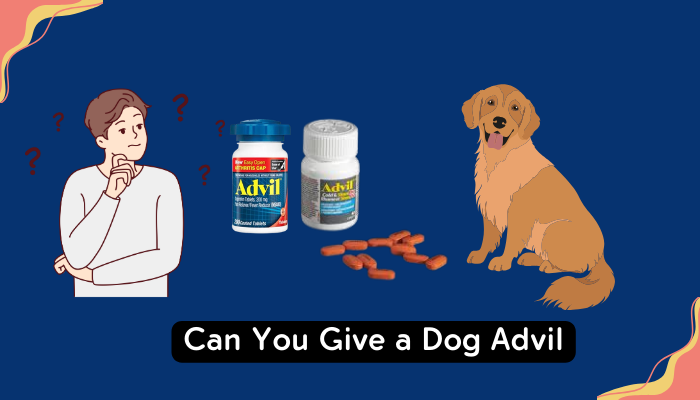 Can You Give a Dog Advil