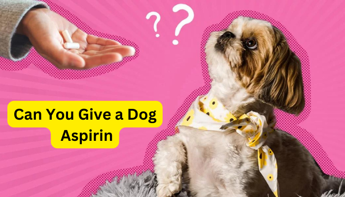 Can You Give a Dog Aspirin