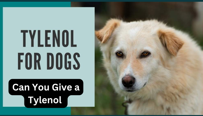 Can You Give a Dog Tylenol