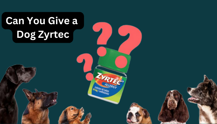 Can You Give a Dog Zyrtec