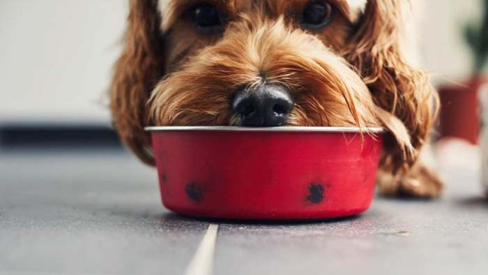 Diet Considerations for dogs