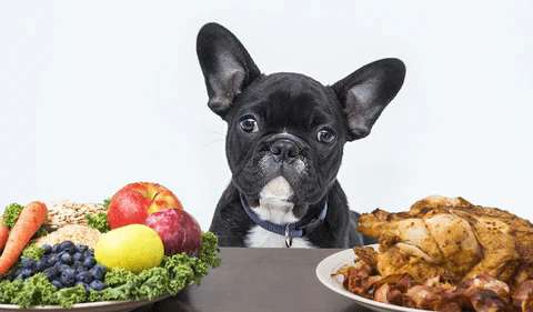 Diet Impact of French Bulldogs