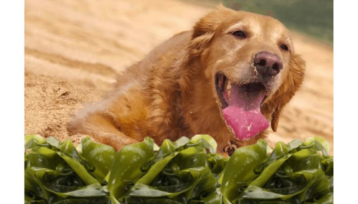 Dog eating the Seaweed