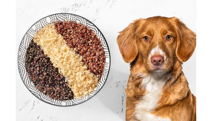 Dogs Eat Quinoa