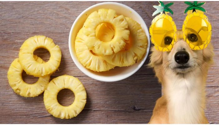 Dogs eat pineapple