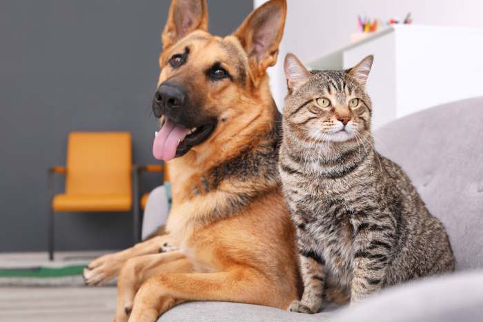 Giving Catnip to Dogs