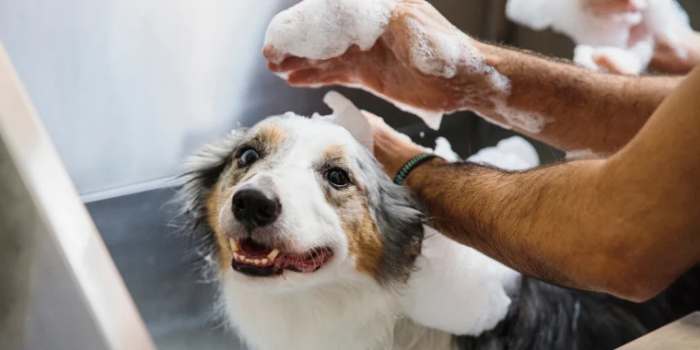 Glycerin in Dog Products