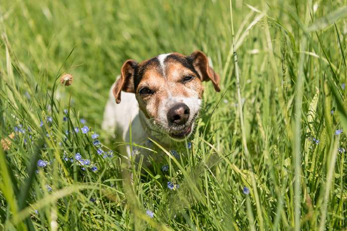 Health Benefits of dogs eating grass