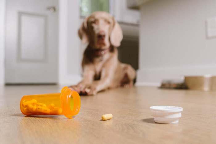 Ibuprofen Dosage for Dogs