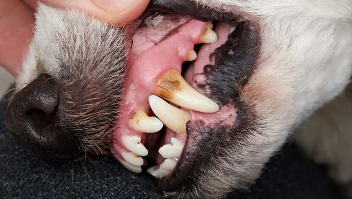 Identifying Dog Bad Breath