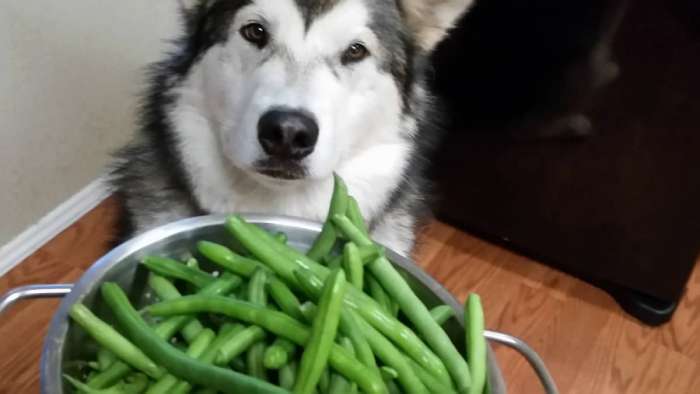 Incorporating Green Beans Dog's Diet
