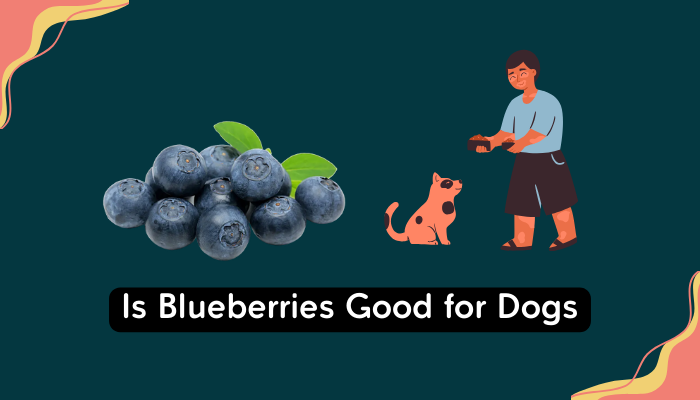 Is Blueberries Good for Dogs