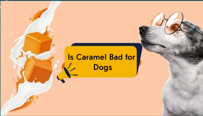 Is Caramel Bad for Dogs