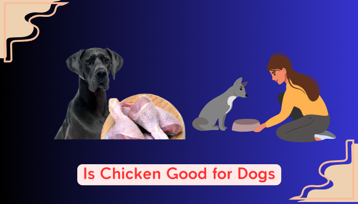 Is Chicken Good for Dogs