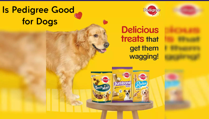 Is Pedigree Good for Dogs