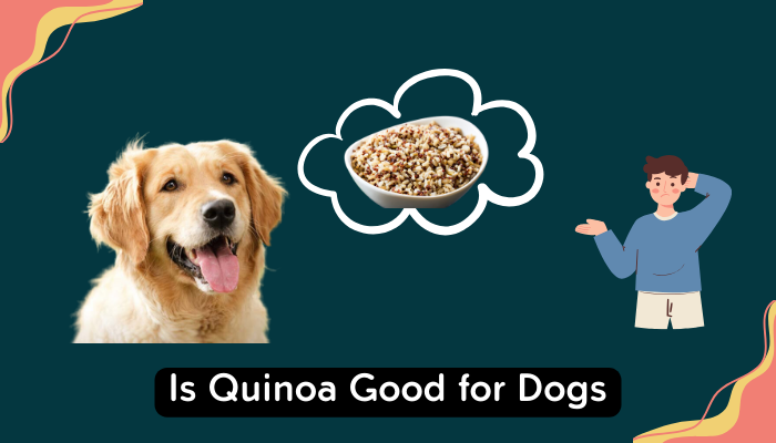 Is Quinoa Good for Dogs
