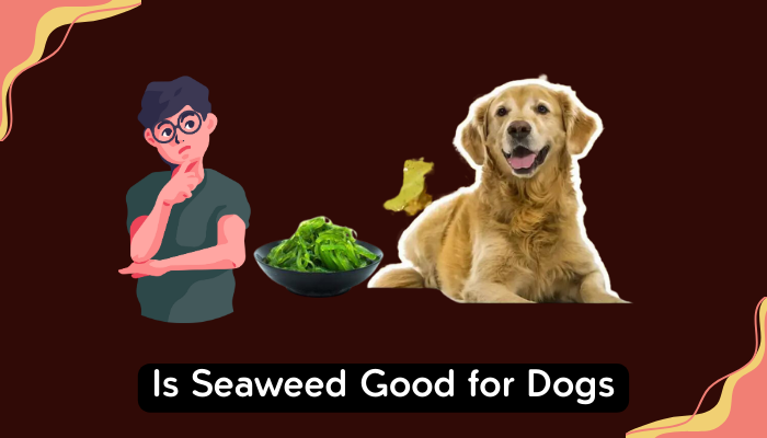 Is Seaweed Good for Dogs