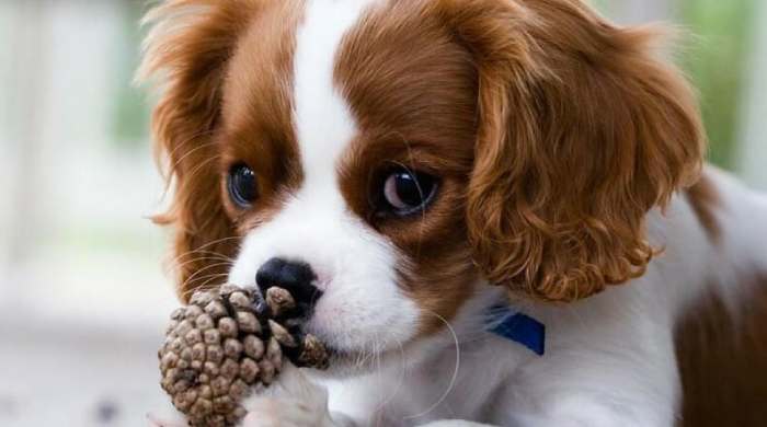 Pine Cone for Dogs