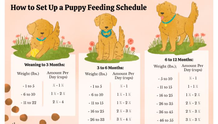 Puppy food feeding schedule