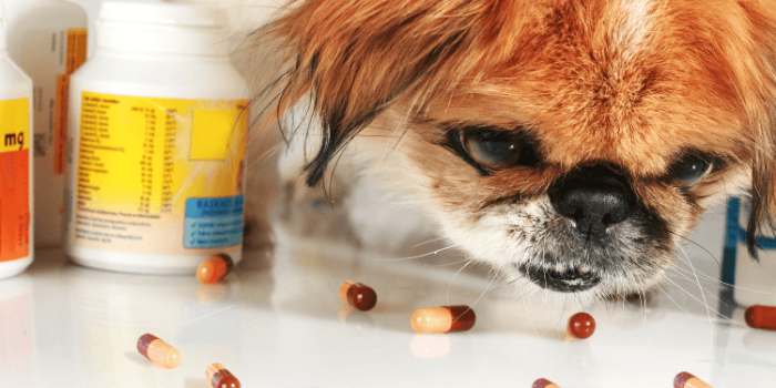 Risks of Motrin for Dogs