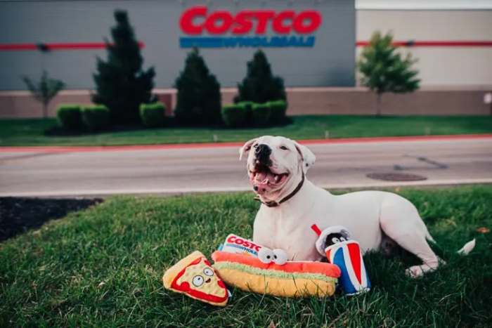 Service Animals in Costco