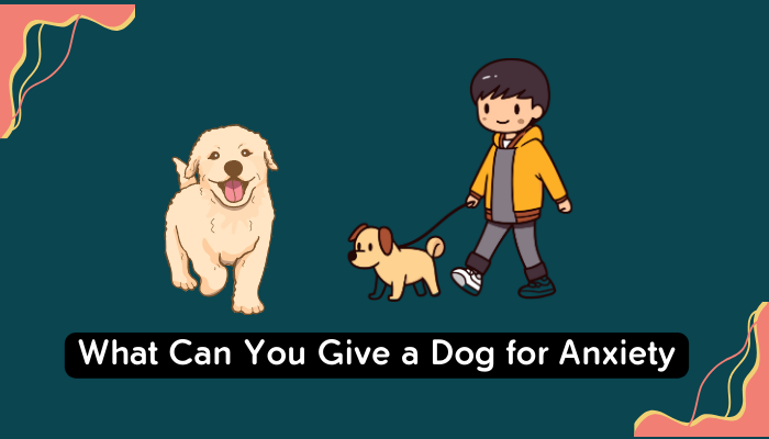 What Can You Give a Dog for Anxiety