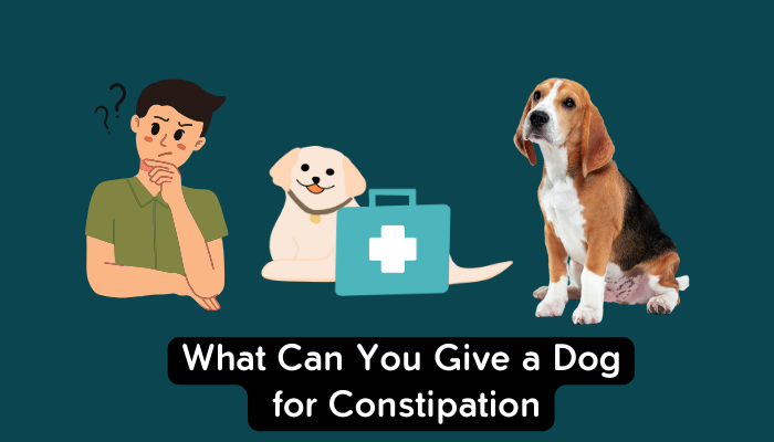 What Can You Give a Dog for Constipation