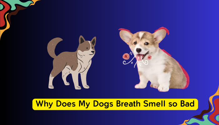 Why Does My Dogs Breath Smell so Bad