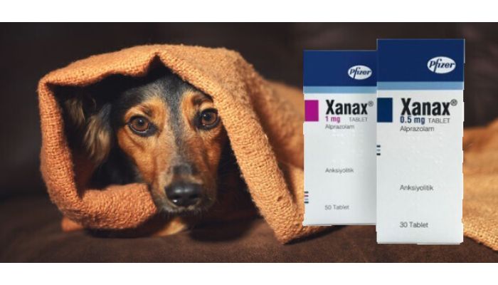 Xanax for Dogs