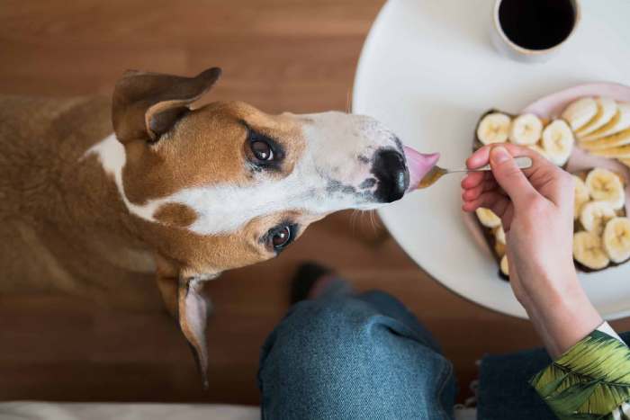 alternative mayo for dogs