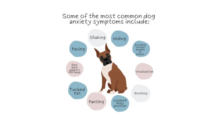 anxiety symptoms