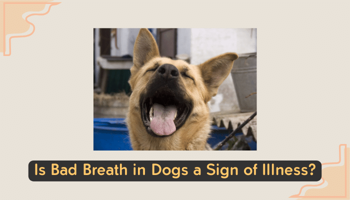 bad breath in dogs