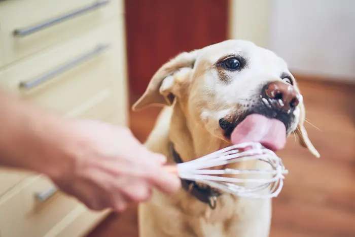 benefits of mayo for dogs