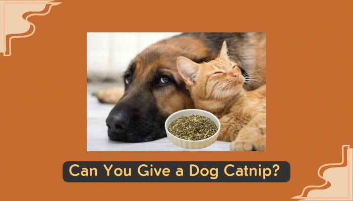 catnip for dog food