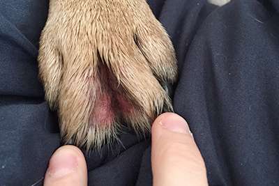 cause of your dog's paw licking