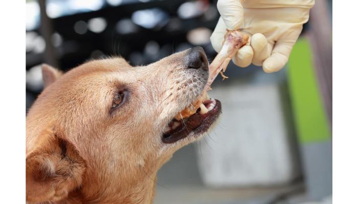 chicken bones are bad for dogs