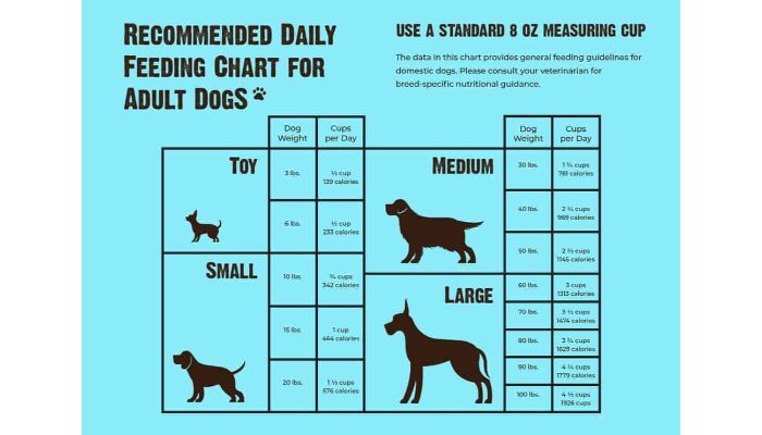 daily feeding charts for dogs