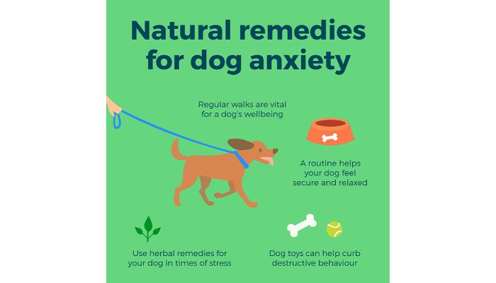 dog-anxiety Remedies