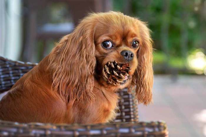 dog eating Pinecones
