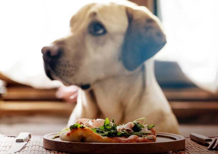 dog eating grain food