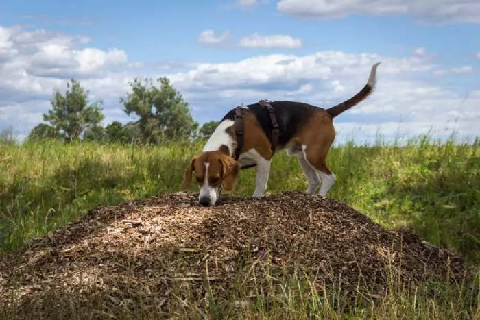 dog eating mulch