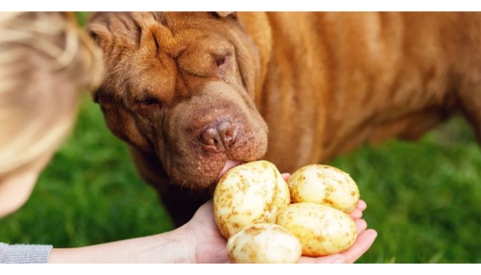 dog eating potatoes
