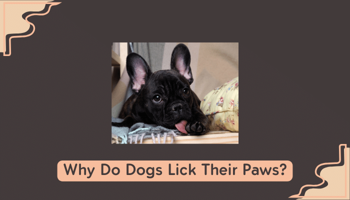 dog paw licking