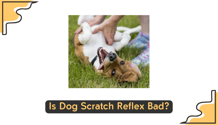 dog s scratch reflex explained