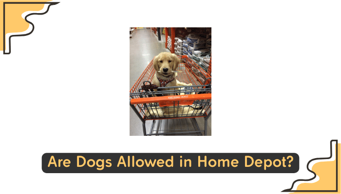 dogs allowed at home depot